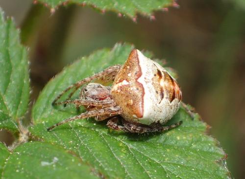 Réf. 254 989 : Gibbaranea bituberculata